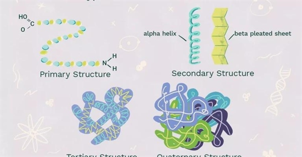انواع ساختار پروتئین: شناخت و اهمیت آن ها
