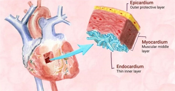 ساختار و عملکرد قلب: لایه های دیواره قلب و وظایف آن ها