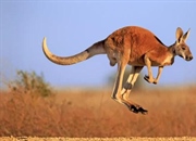 ویژگی ها و زیستگاه کانگروها: اطلاعات جالب و نیازهای آن ها