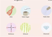 تفاوت ارگانیک و غیرارگانیک: بررسی مفاهیم و مثال ها