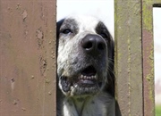 قدرت گاز گرفتن حیوانات: از دایناسورها تا خزندگان و پستانداران