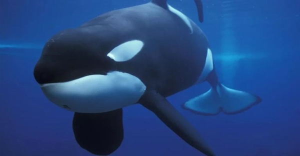 دلایل افتادگی باله های پشت نهنگ های قاتل: حقایق و نظریات