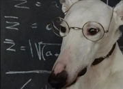 باهوش ترین حیوانات: نگاهی به هوش و توانایی های شگفت انگیز آنها