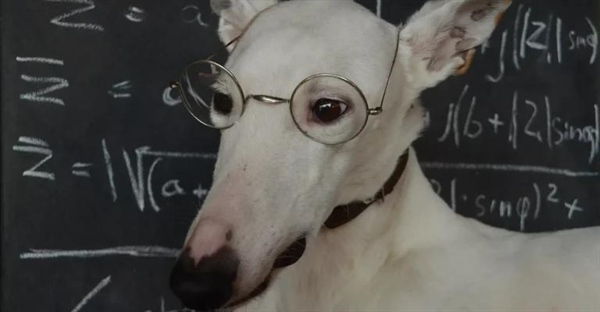 باهوش ترین حیوانات: نگاهی به هوش و توانایی های شگفت انگیز آنها