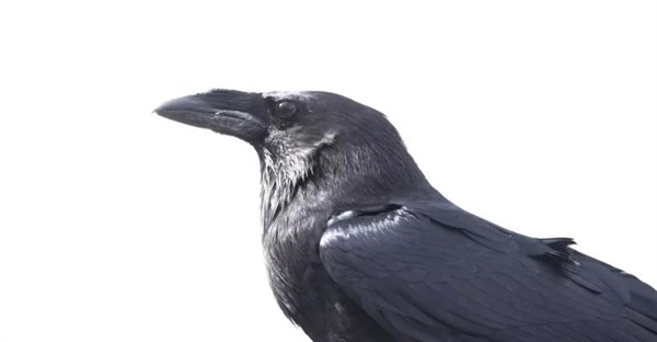 کلاغ ها چقدر باهوش هستند؟ باهوش تر از آنچه فکر می کنید