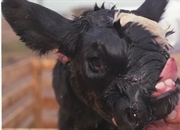 تأثیرات فاجعه چرنوبیل بر حیوانات: بررسی جهش های ژنتیکی و تأثیرات تابش رادیواکتیو