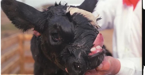 تأثیرات فاجعه چرنوبیل بر حیوانات: بررسی جهش های ژنتیکی و تأثیرات تابش رادیواکتیو