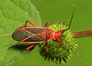 ۱۰ حشره قرمز و سیاه که ممکن است در باغچه وجود داشته باشند