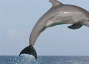 همه آنچه باید درباره دلفین ها بدانید: ویژگی ها، زادآوری و گونه ها