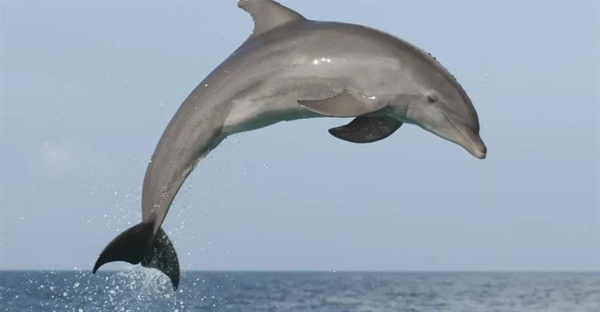 همه آنچه باید درباره دلفین ها بدانید: ویژگی ها، زادآوری و گونه ها