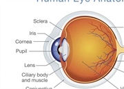 ساختار چشم انسان و عملکرد آن: راهنمای جامع برای درک بینایی