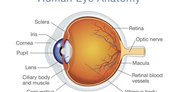 ساختار چشم انسان و عملکرد آن: راهنمای جامع برای درک بینایی