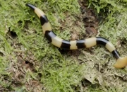 کرم سرچکشی: خصوصیات و تهدیدات این موجود خطرناک