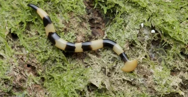 کرم سرچکشی: خصوصیات و تهدیدات این موجود خطرناک