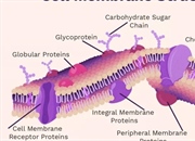 ساختار و عملکرد غشای سلولی: محافظت و پشتیبانی از سلول ها