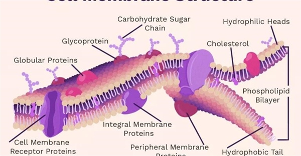 ساختار و عملکرد غشای سلولی: محافظت و پشتیبانی از سلول ها