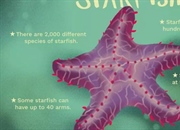 همه چیز درباره ستاره دریایی: زیستگاه، ویژگی ها و روش های تغذیه آنها