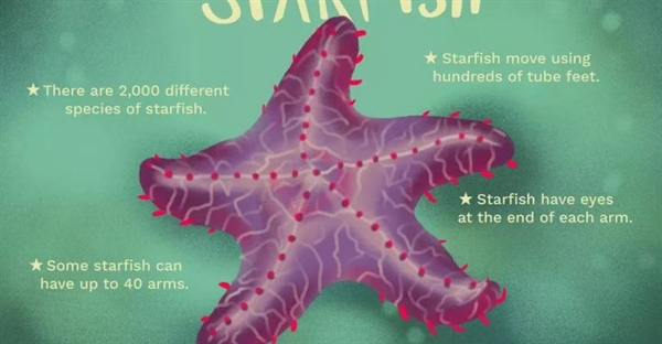 همه چیز درباره ستاره دریایی: زیستگاه، ویژگی ها و روش های تغذیه آنها