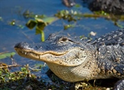 حقایق جالب و غیرمعمول در مورد رفتارهای جنسی حیوانات