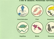 شش گروه اصلی حیوانات و ویژگی های آن ها