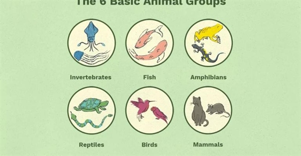 شش گروه اصلی حیوانات و ویژگی های آن ها