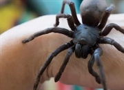 بزرگترین عنکبوت های جهان: حقایق جالب درباره عنکبوت ها و محل زندگی آن ها