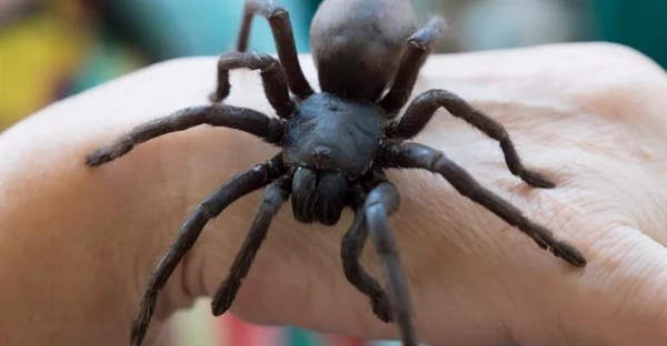 بزرگترین عنکبوت های جهان: حقایق جالب درباره عنکبوت ها و محل زندگی آن ها