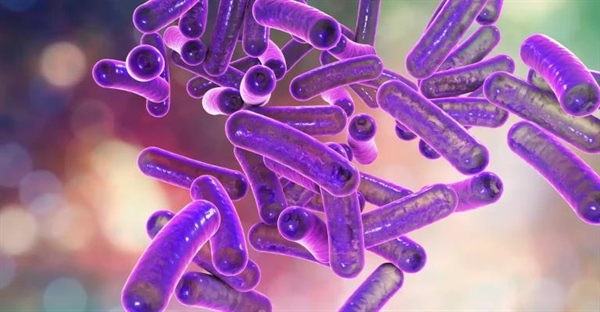 مقدمه ای بر پروکاریوت ها: ساختار، عملکرد و تکثیر آنها