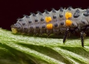 چرخه زندگی کفشدوزک ها: از تخم تا بلوغ