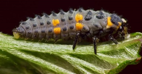 چرخه زندگی کفشدوزک ها: از تخم تا بلوغ