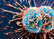 تفاوت های اصلی بین تقسیم میتوز و میوز