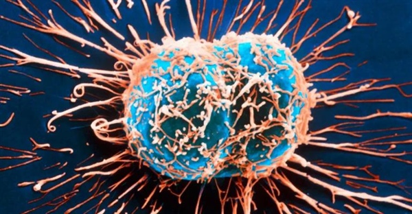 تفاوت های اصلی بین تقسیم میتوز و میوز