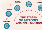 مراحل تقسیم میتوز و تقسیم سلولی