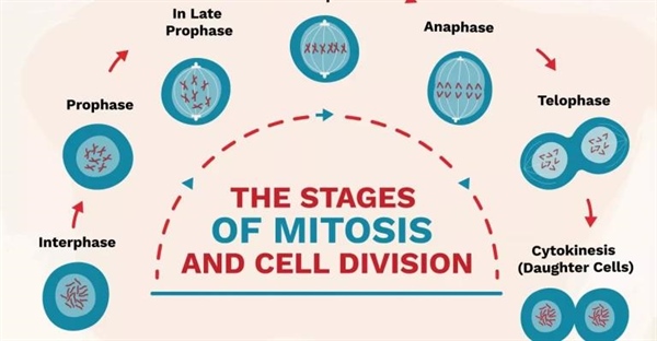 مراحل تقسیم میتوز و تقسیم سلولی