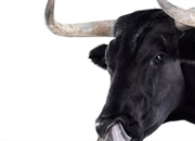 آیا تائورین موجود در ردبول از اسپرم گاو به دست می آید؟