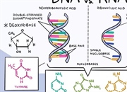 تفاوت های DNA و RNA: بررسی ساختار و عملکرد