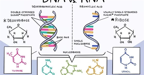 تفاوت های DNA و RNA: بررسی ساختار و عملکرد