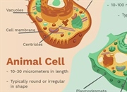 تفاوت های سلول های گیاهی و جانوری: بررسی ساختار و عملکرد