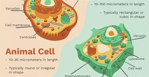 تفاوت های سلول های گیاهی و جانوری: بررسی ساختار و عملکرد
