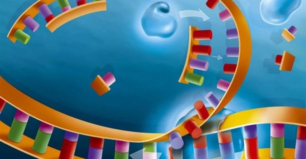 مراحل و فرآیند همانندسازی DNA