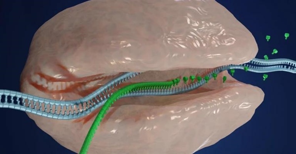 RNA: ساختار، انواع و نقش آن در سنتز پروتئین