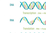 رونویسی DNA: فرآیند تبدیل اطلاعات ژنتیکی به RNA