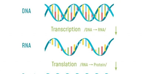 رونویسی DNA: فرآیند تبدیل اطلاعات ژنتیکی به RNA