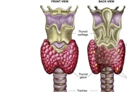 غده تیروئید و نقش آن در سیستم غدد درون ریز