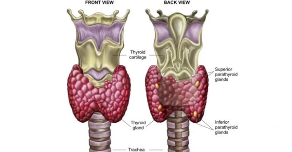 غده تیروئید و نقش آن در سیستم غدد درون ریز