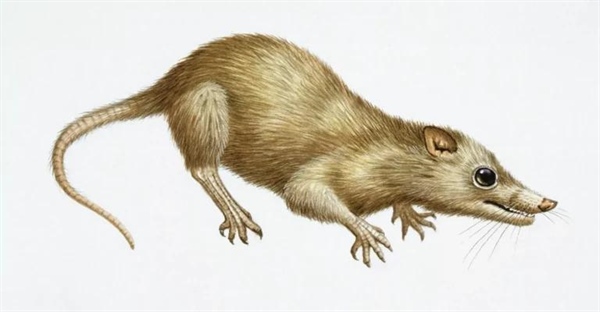 تکامل اولین پستانداران: از خزندگان تا پستانداران مدرن