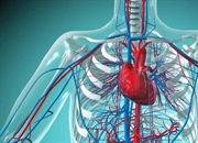 سیستم قلبی عروقی: اجزا و عملکردها