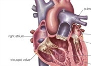 دهلیزهای قلب: ساختار و نقش آنها در سیستم گردش خون