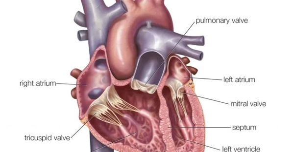 دهلیزهای قلب: ساختار و نقش آنها در سیستم گردش خون