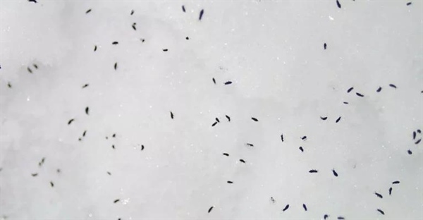 همه چیز درباره کک های برفی: حشرات بی بال کوچک